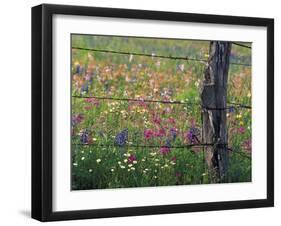 Fence Post and Wildflowers, Lytle, Texas, USA-Darrell Gulin-Framed Photographic Print