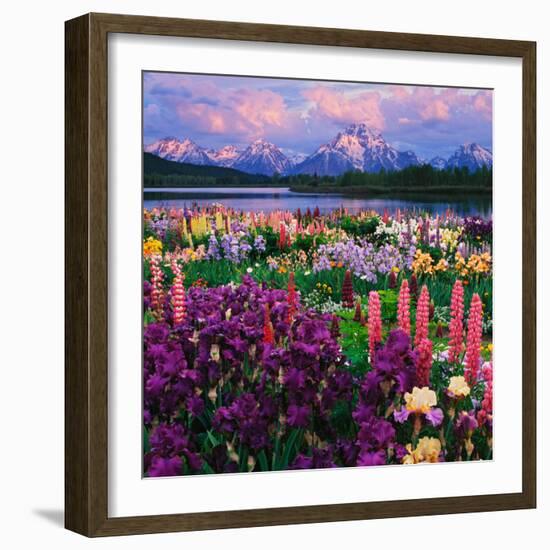 Iris and Lupine Garden and Teton Range at Oxbow Bend, Wyoming, USA-Adam Jones-Framed Photographic Print