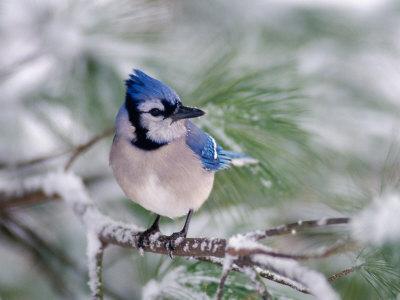 Premium Photographic Print, , small