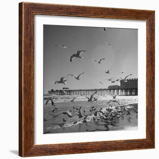 Large Group of Sea Gulls Flying Around and on the Beach-Eliot Elisofon-Framed Photographic Print