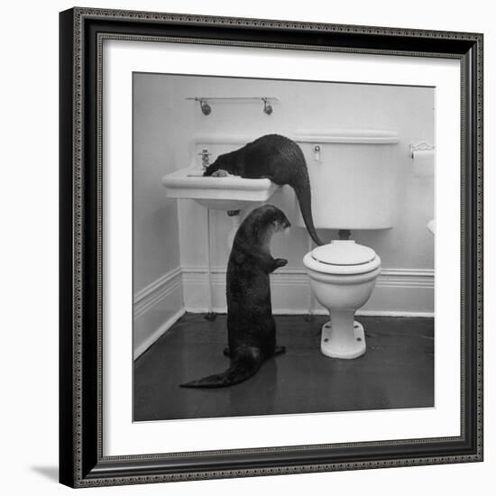 Otters Playing in Bathroom-Wallace Kirkland-Framed Photographic Print