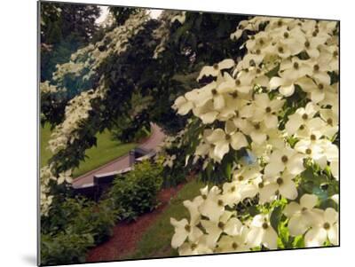 mount wood dogwood miglavs janis bloom portland vietnam oregon trees memorial washington usa park