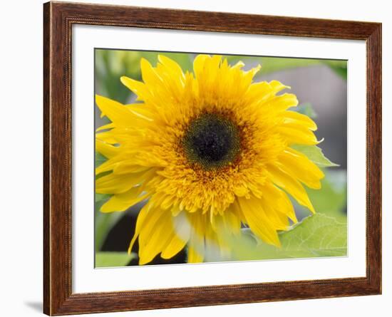 Sunflower, Seattle, Washington, USA-Terry Eggers-Framed Photographic Print