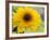 Sunflower, Seattle, Washington, USA-Terry Eggers-Framed Photographic Print