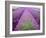 Lavender Field, Sequim, Washington, USA-Janell Davidson-Framed Photographic Print