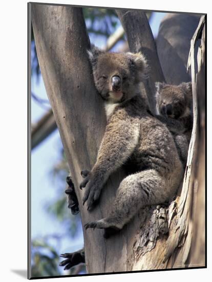 Mother and Baby Koala on Blue Gum, Kangaroo Island, Australia-Howie Garber-Mounted Photographic Print