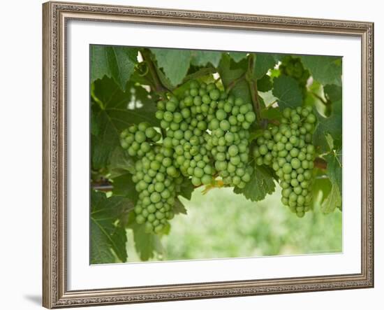 Pinot Noir Grapes, Domain Road Vineyard, Bannockburn, Central Otago, South Island, New Zealand-David Wall-Framed Photographic Print