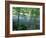 Trees and Ferns on Banks of Campbell River, Vancouver Island, British Columbia-Brent Bergherm-Framed Photographic Print