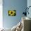 Golden Northern Bumble Bee on Black-Eyed Susan-Adam Jones-Mounted Photographic Print displayed on a wall