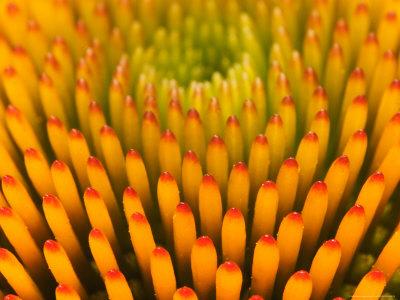 Premium Photographic Print, , small