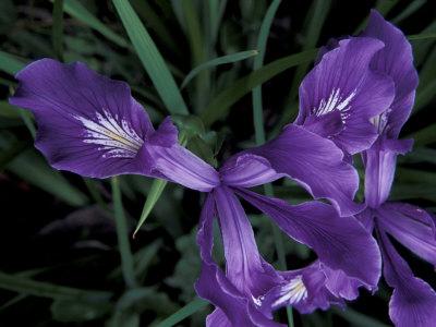 'Wild Iris, Oregon Coast, USA' Photographic Print Michele Westmorland