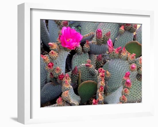 Blooming Beavertail Cactus, Joshua Tree National Park, California, USA-Janell Davidson-Framed Photographic Print