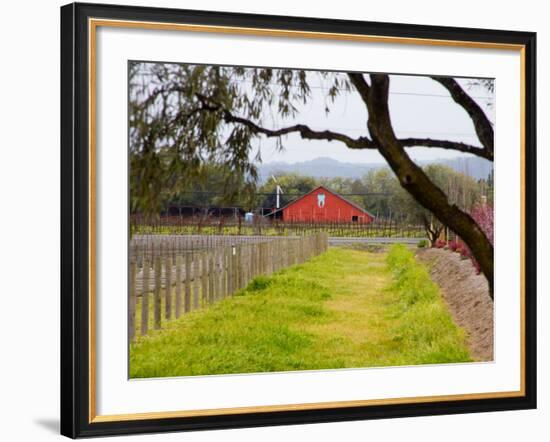 Red Barn near Vineyards, Napa Valley, California, USA-Julie Eggers-Framed Photographic Print