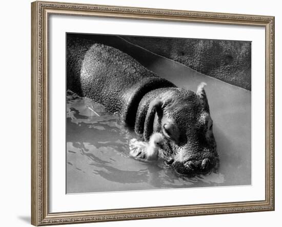 Getting on Swimmingly, Tommy the Gosling and Esme the Hippo, March 1973-null-Framed Photographic Print