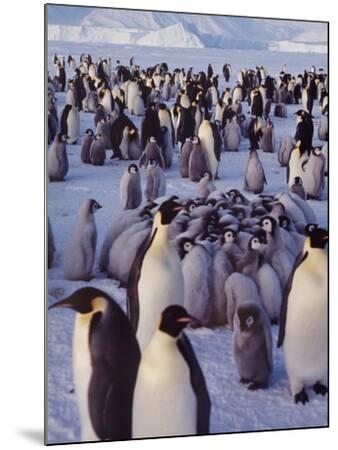 Emperor Penguins, Antarctica Photographic Print by Michael Rougier ...