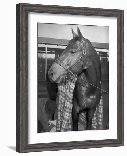Championship Horse Seabiscuit Standing in Stall after Winning Santa Anita Handicap-Peter Stackpole-Framed Photographic Print