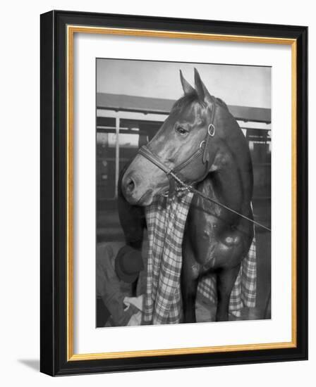 Championship Horse Seabiscuit Standing in Stall after Winning Santa Anita Handicap-Peter Stackpole-Framed Photographic Print