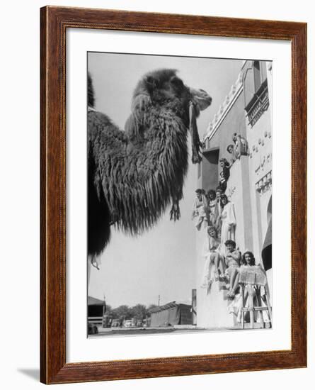 Camel and Women Dressed in Arabic Clothing Attending Date Festival-Loomis Dean-Framed Photographic Print