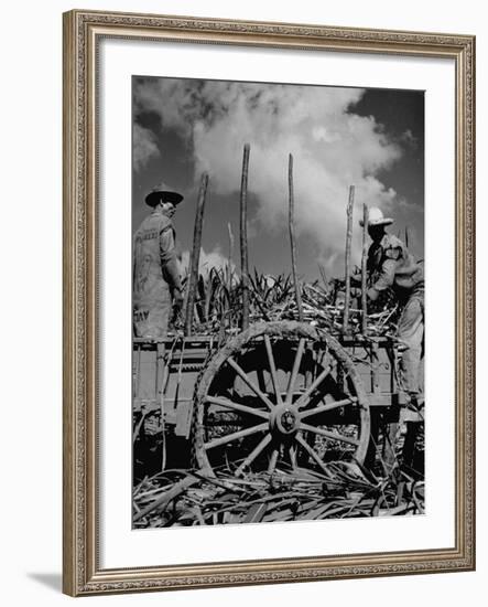 Farm Hands Working on a Sugar Cane Farm-Hansel Mieth-Framed Photographic Print