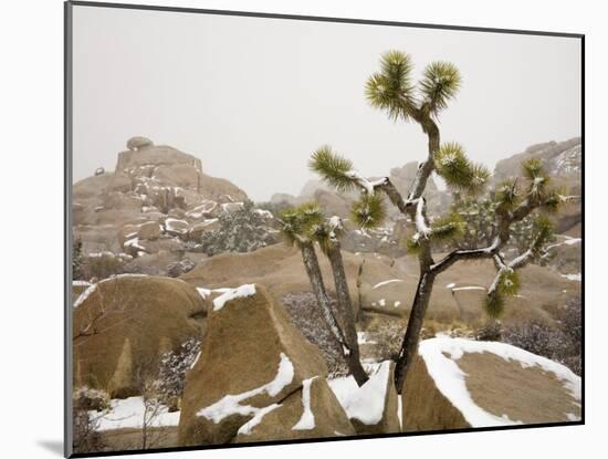 Rare Winter Snowfall, Hidden Valley, Joshua Tree National Park, California, USA-Richard Cummins-Mounted Photographic Print