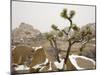 Rare Winter Snowfall, Hidden Valley, Joshua Tree National Park, California, USA-Richard Cummins-Mounted Photographic Print