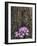 Crocus flowers, Shelbyville, Kentucky, USA-Adam Jones-Framed Photographic Print