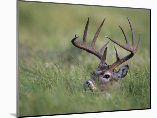 White-Tailed Deer, Choke Canyon State Park, Texas, USA-Rolf Nussbaumer-Mounted Photographic Print