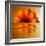 Gerbera Flower as Rising Sun-Winfred Evers-Framed Photographic Print