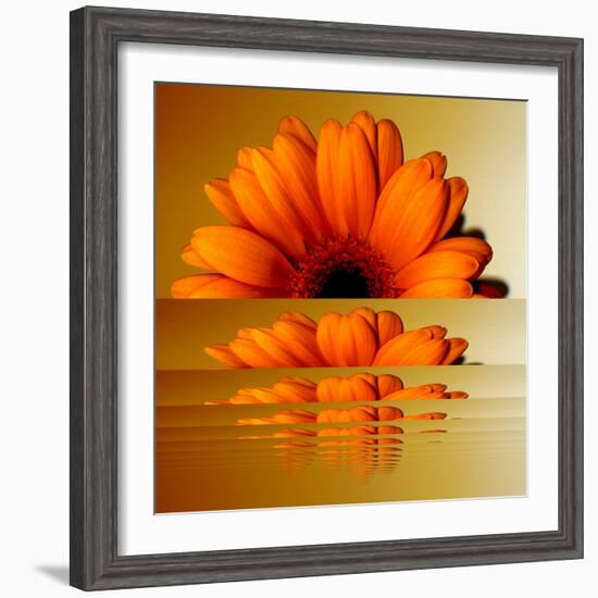 Gerbera Flower as Rising Sun-Winfred Evers-Framed Photographic Print