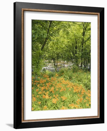 Day Lily Flowers Growing Along Little Pigeon River, Great Smoky Mountains National Park, Tennessee-Adam Jones-Framed Photographic Print