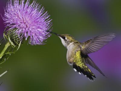 Photographic Print, , small