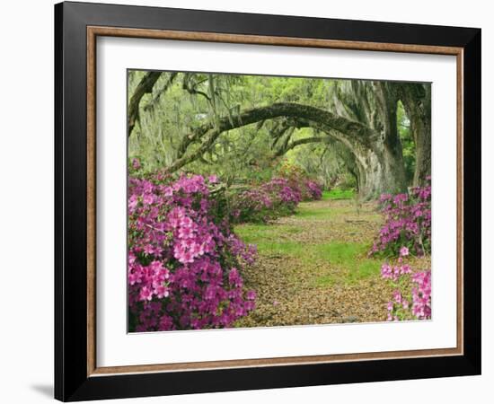 Oak Trees Above Azaleas in Bloom, Magnolia Plantation, Near Charleston, South Carolina, USA-Adam Jones-Framed Photographic Print