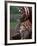 Kenya, Laikipia, Ol Malo; a Samburu Warrior Sings and Claps During a Dance-John Warburton-lee-Framed Photographic Print