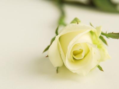 Premium Photographic Print, , small