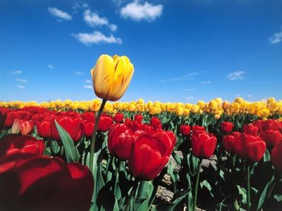 Premium Photographic Print, , small