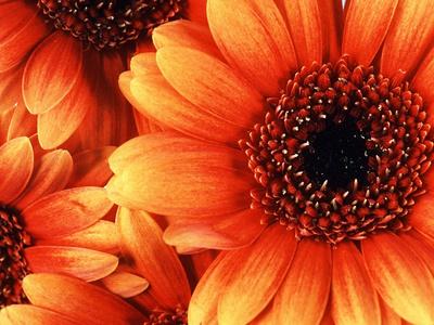 Premium Photographic Print, , small