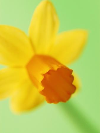 Premium Photographic Print, , small