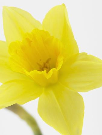 Premium Photographic Print, , small