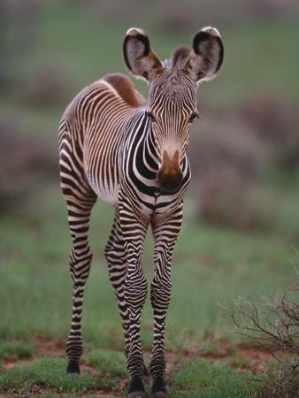 Premium Photographic Print, , small
