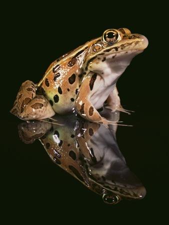 Premium Photographic Print, , small