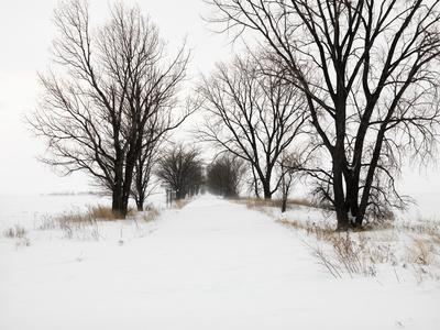 Premium Photographic Print, , small