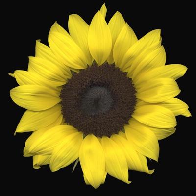 Premium Photographic Print, , small
