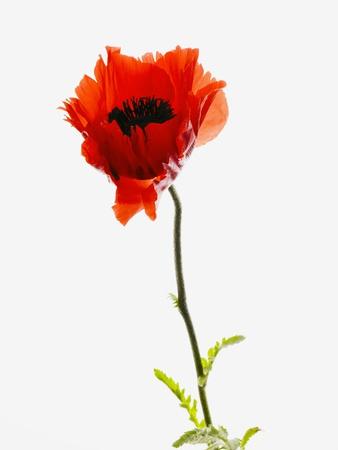 Premium Photographic Print, , small