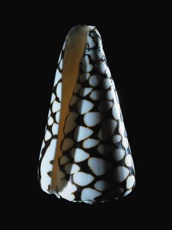 Premium Photographic Print, , small