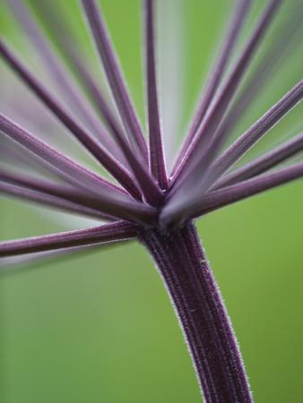 Premium Photographic Print, , small