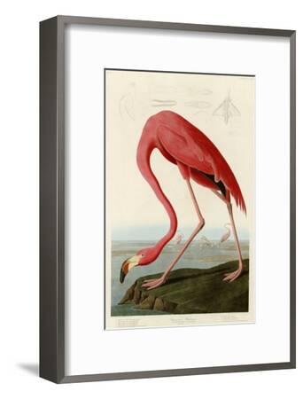 American Flamingo Giclee Print By John James Audubon Art American Flamingo John James Audubon Framed Giclee Print
