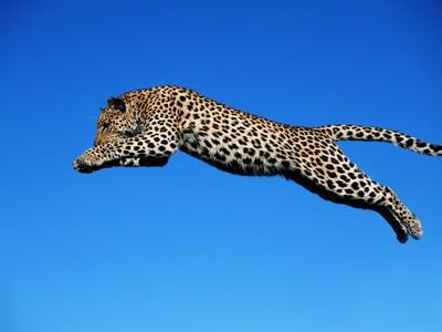 Premium Photographic Print, , small