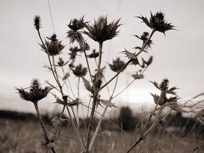 Premium Photographic Print, , small