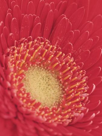 Premium Photographic Print, , small