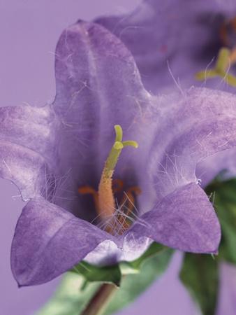 Premium Photographic Print, , small